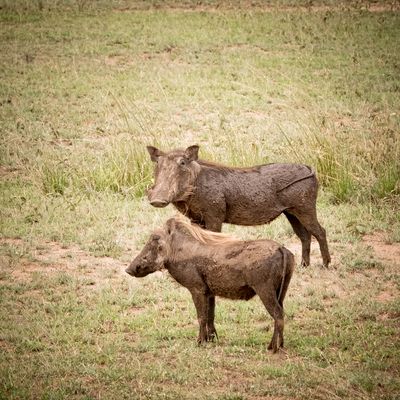 Common Warthog couple, Serengeti SP, Tanzania-4561-82.jpg
