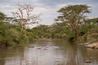 Cooling off, Serengeti SP, Tanzania-3850-68.jpg