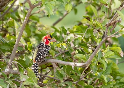 Crested Barbet, Tarangire SP, Tanzania-0289-4.jpg