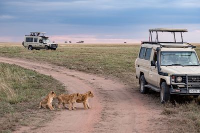 Crossing the road, Serengeti SP, Tanzania-2231-35.jpg