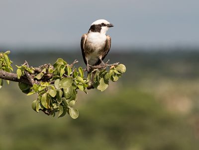 D'Arnaud's Barbet, Tarangire SP, Tanzania-0308-5.jpg