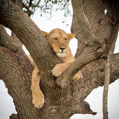 Digesting, Serengeti SP, Tanzania-4785-86.jpg
