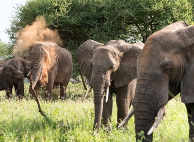 Dust bathing to remove insects, Tarangire SP, Tanzania-0459-8.jpg