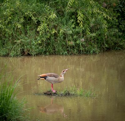 Egyptian Goose, Lake Manyara SP, Tanzania-0948-18.jpg