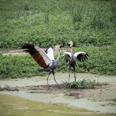 Grey Crowned Crane Mating Dance, Serengeti SP, Tanzania-6053-96.jpg