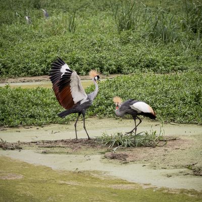 Grey Crowned Crane Mating Dance, Serengeti SP, Tanzania-6067-97.jpg