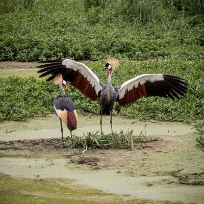 Grey Crowned Crane Mating Dance, Serengeti SP, Tanzania-6151-98.jpg
