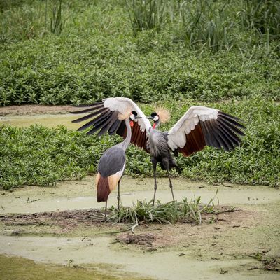 Grey Crowned Crane Mating Dance, Serengeti SP, Tanzania-6157-99.jpg