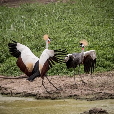 Grey Crowned Crane Mating Dance, Serengeti SP, Tanzania-6302-100.jpg