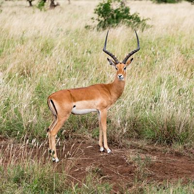 Impala, Serengeti SP, Tanzania-3974-71.jpg