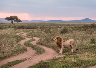 In His Domain, Serengeti SP, Tanzania-2333-42.jpg