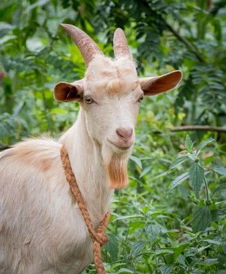 Just a handsome goat, Tanzania-1496-29.jpg