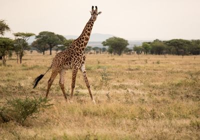 Just curious, Serengeti SP, Tanzania-2421-44.jpg