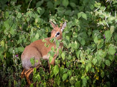 Kirk's Dik-Dik, Lake Manyara SP, Tanzania-0971-19.jpg