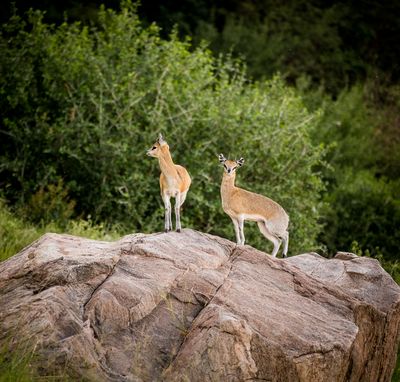 Kirk's Dik-Dik, Lake Manyara SP, Tanzania-1395-25.jpg