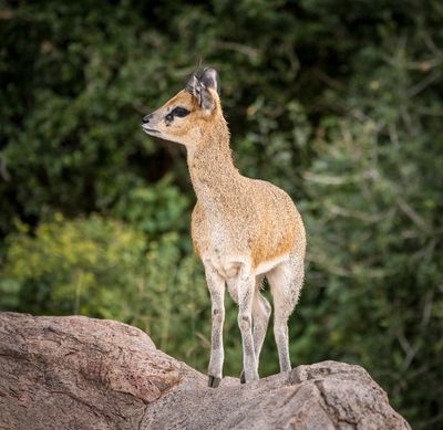 Kirk's Dik-Dik, Lake Manyara SP, Tanzania-1416-26.jpg