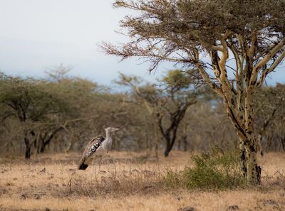 Kori Bustard, Serengeti SP, Tanzania-7388-109.jpg