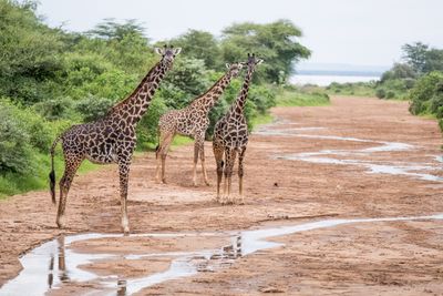 Lake Manyara SP, Tanzania-1459-28.jpg