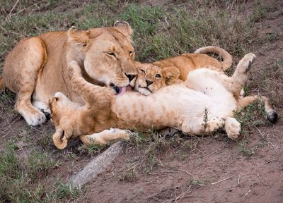 Life is good! Serengeti SP, Tanzania-2258-36.jpg