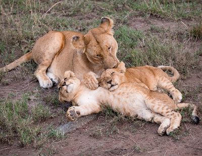 Life is good! Serengeti SP, Tanzania-2267-37.jpg