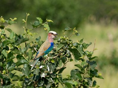 Lilac-breasted Roller, Tarangire SP, Tanzania-0314-6.jpg