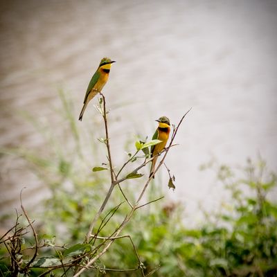 Little Bee-eater, Serengeti SP, Tanzania-5662-92.jpg