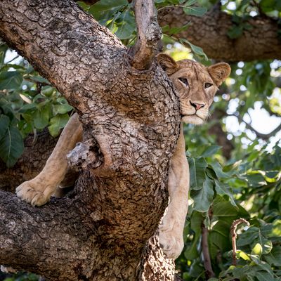 Manyara Tree Lion 2, Lake Manyara SP, Tanzania-1378-24.jpg