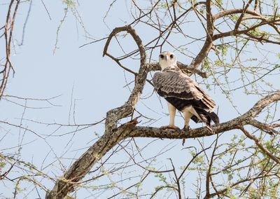 Martial Eagle, Tarangire SP, Tanzania-0358-7.jpg