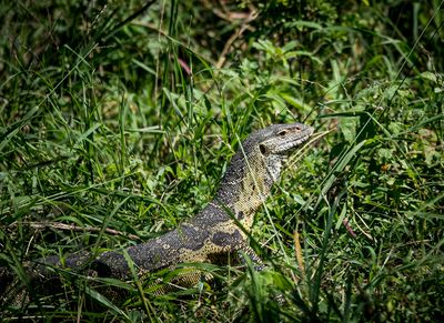 Monitor Lizard, Lake Manyara SP, Tanzania-1058-21.jpg
