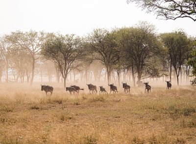 Morning stroll, Serengeti SP, Tanzania-6805-102.jpg