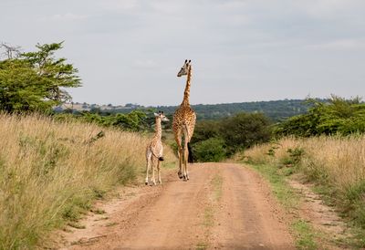 Mother and Child, Serengeti SP, Tanzania-3742-64.jpg