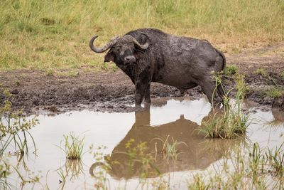 Mudbath, Cape Buffalo, Serengeti SP, Tanzania-4759-85.jpg