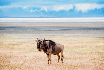Ngorongoro Colors, Ngorongoro SP, Tanzania-7519-110.jpg