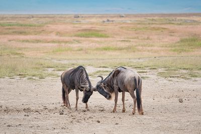 Ngorongoro Crater, Ngorongoro SP, Tanzania-7625-113.jpg