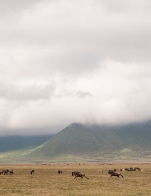 Ngorongoro Crater, Ngorongoro SP, Tanzania-7833-116.jpg