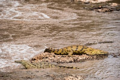 Nile Crocodile, Serengeti SP, Tanzania-5738-93.jpg