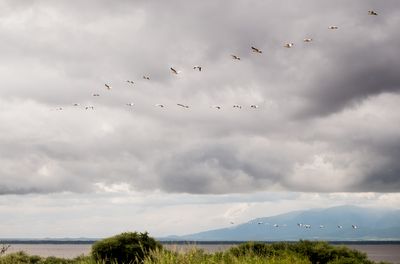 Pelicans on the wing, Lake Manyara SP, Tanzania-0833-16.jpg