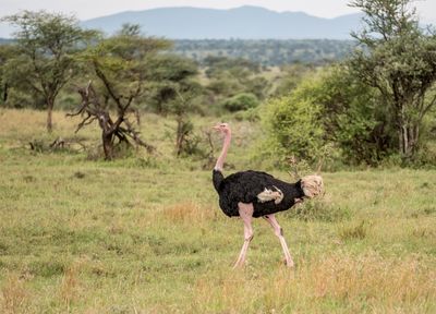 Pink-necked (Masai) Ostrich,, Serengeti SP, Tanzania-3798-65.jpg