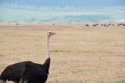 Pink-necked Ostrich, Ngorongoro Crater, Ngorongoro SP, Tanzania-7783-115.jpg