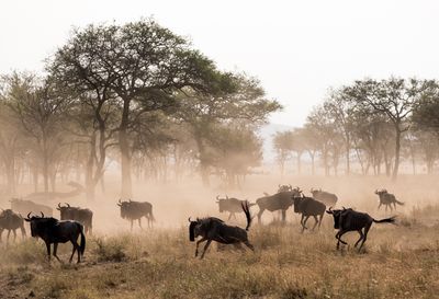 Prancing Wildebeest, Serengeti SP, Tanzania-6796-101.jpg