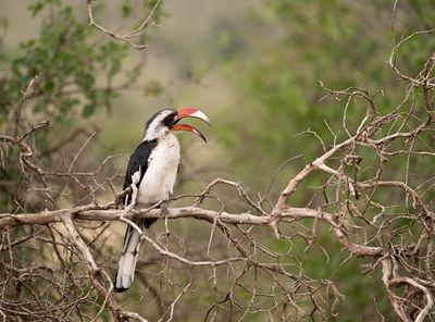 Red-billed Hornbill, Serengeti SP, Tanzania-3965-70.jpg