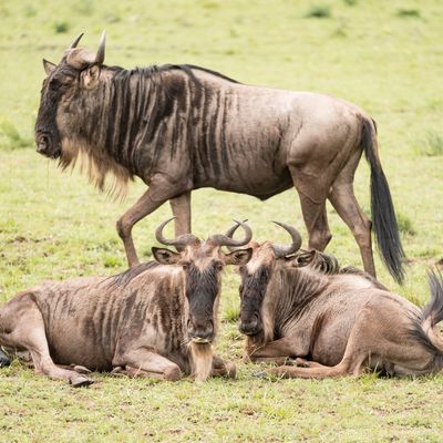 Resting Wildebeest, Serengeti SP, Tanzania-3692-62.jpg
