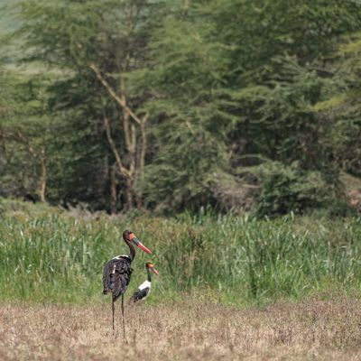 Saddle-beaked Stork, Ngorongoro SP, Tanzania-8184-125.jpg
