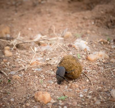 Scarab (Dung) Beetle, Serengeti SP, Tanzania-3812-67.jpg