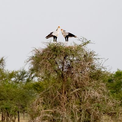 Secretarybird, Serengeti SP, Tanzania-3811-66.jpg