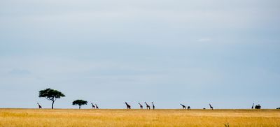 Serengeti Horizon, Serengeti SP, Tanzania-2861-50.jpg