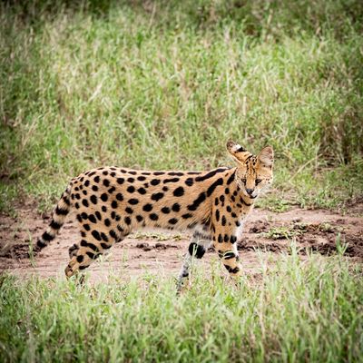 Serval, Serengeti SP, Tanzania-4294-79.jpg