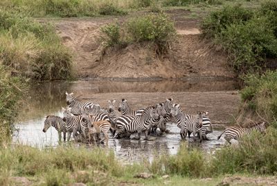 Spooked, Serengeti SP, Tanzania-4415-80.jpg