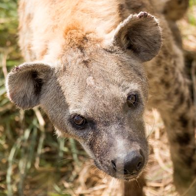 Spotted Hyena, Serengeti SP, Tanzania-5647-91.jpg
