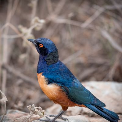 Superb Starling, Serengeti SP, Tanzania-7297-107.jpg